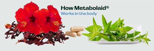How Metabolaid Works in the Body: A Simple Guide - Fit Lab Nutrition