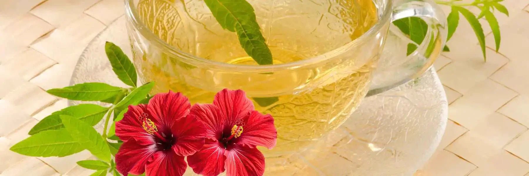 Metabolaid Explained: How This Plant Extract Supports Metabolism
