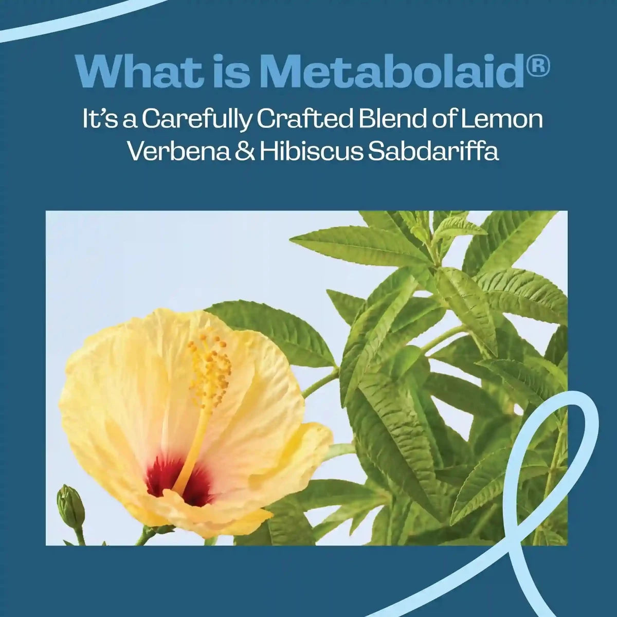 What is Metabolaid - Fit Lab Nutrition