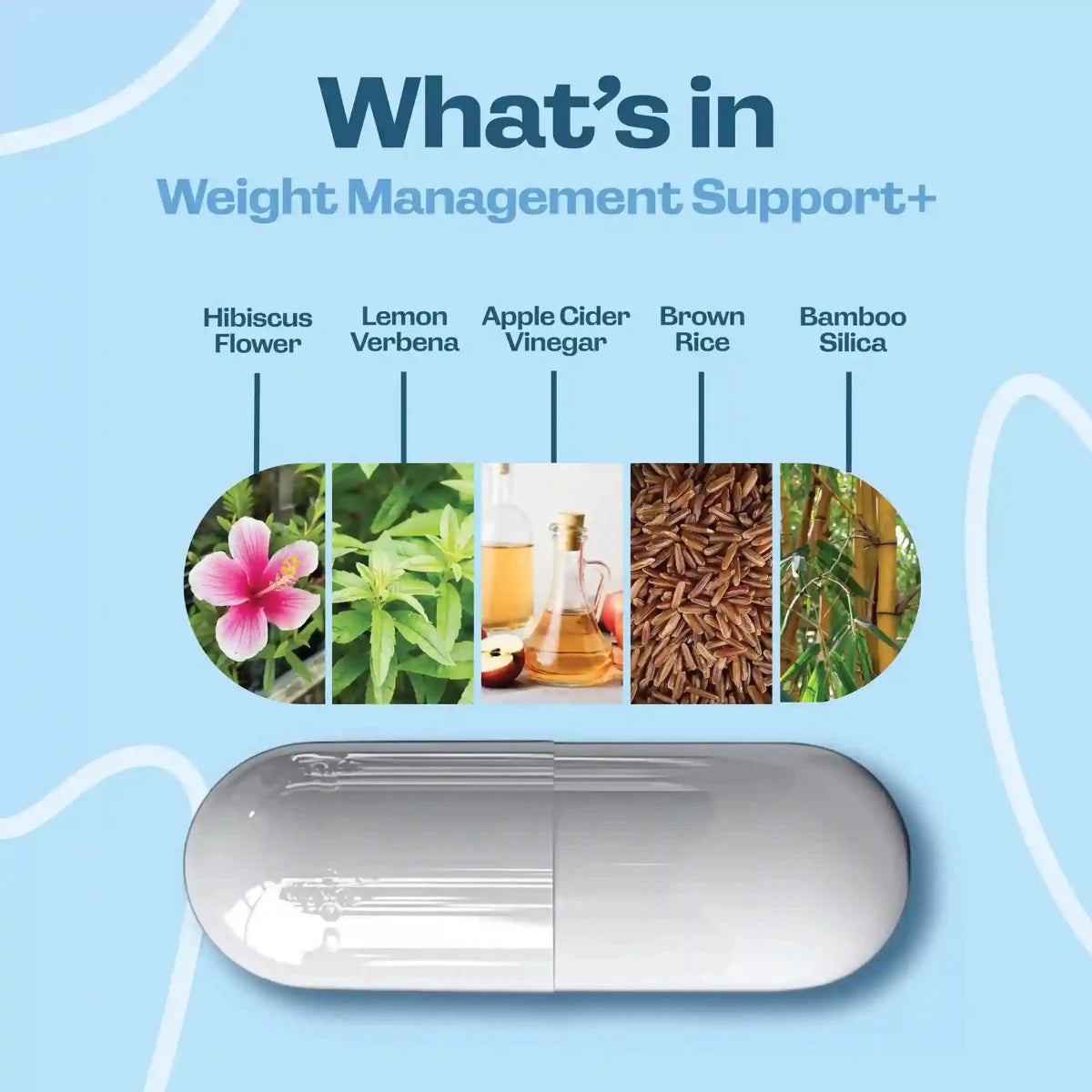 What's in Weight Management Support+ - Fit Lab Nutrition